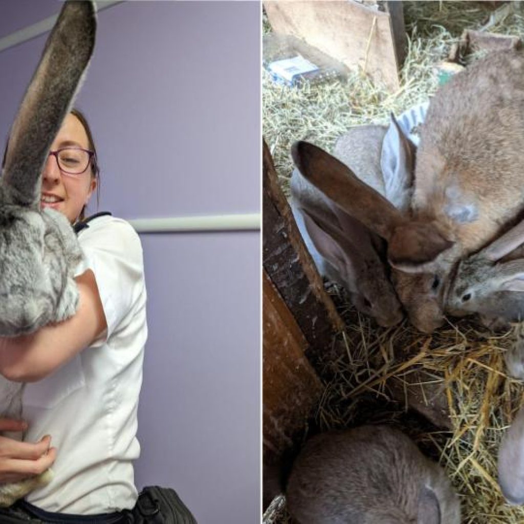 Giant Rabbits among 46 rescued