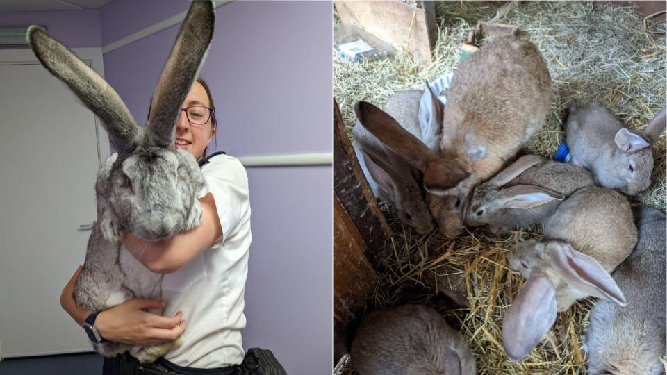 Giant Rabbits among 46 rescued