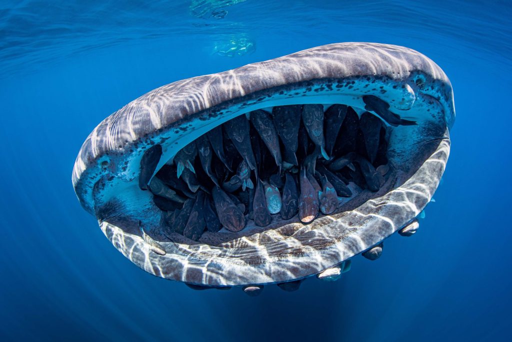 Whale sharks are not carnivores but love vegan meals