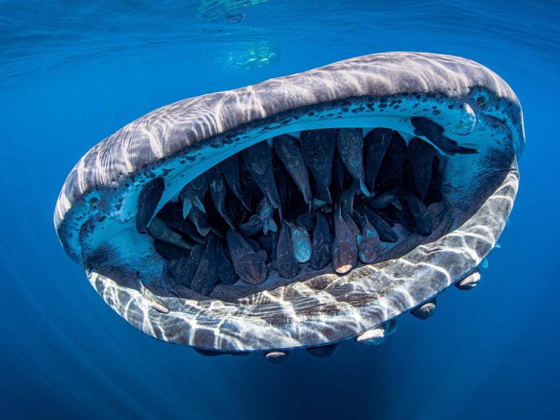 Whale sharks are not carnivores but love vegan meals