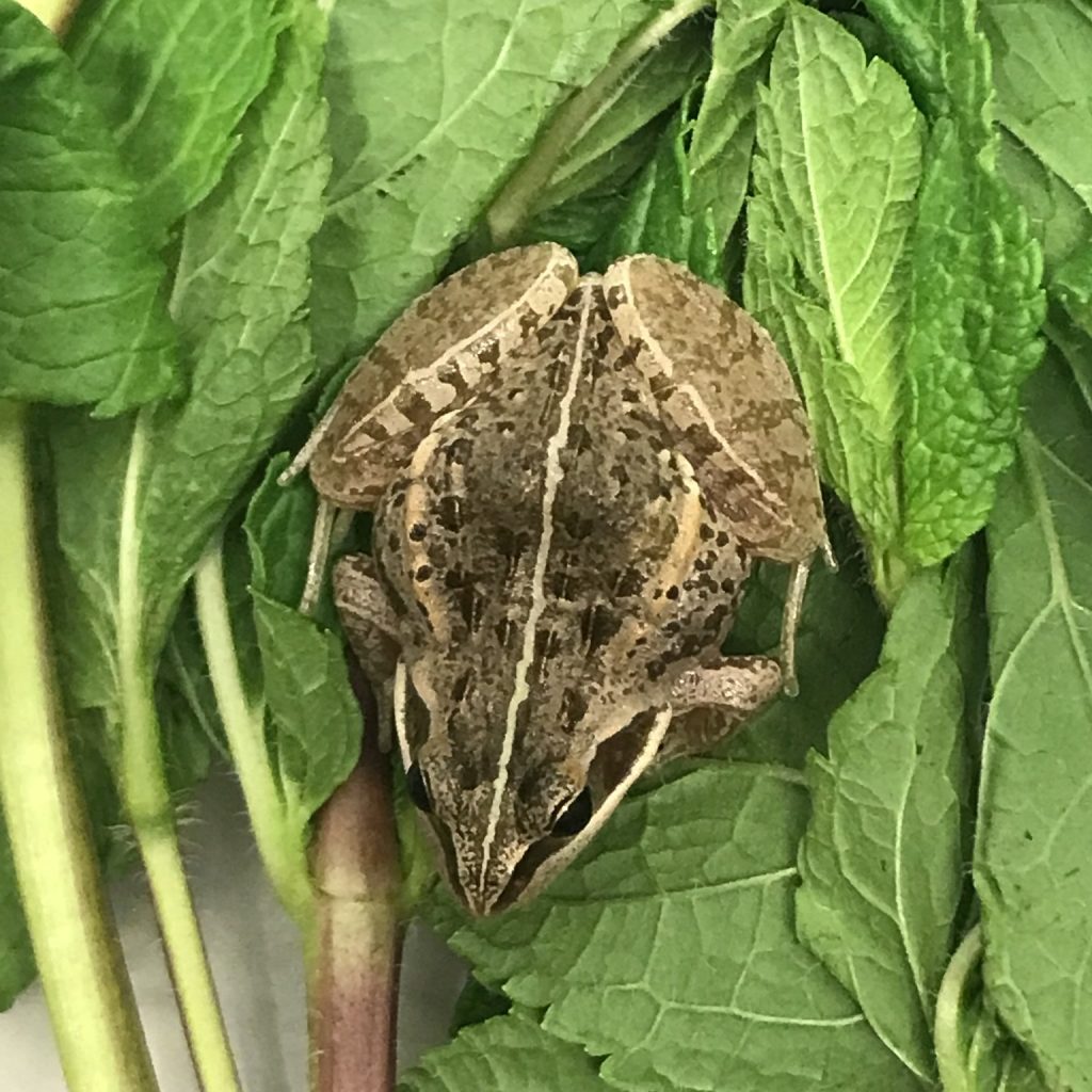 A frog travelled nearly 6,000 miles from Ethiopia to a supermarket in NEWCASTLE.