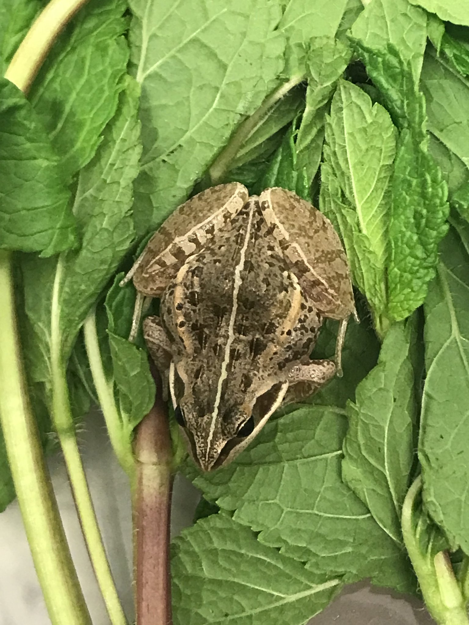 A frog travelled nearly 6,000 miles from Ethiopia to a supermarket in NEWCASTLE.