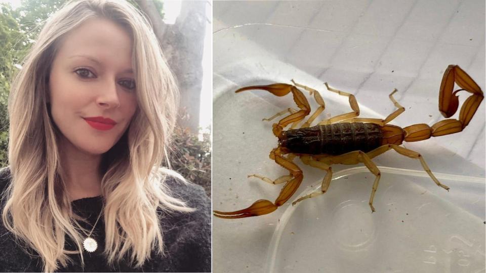 Holiday horror as woman returns with killer scorpion in suitcase