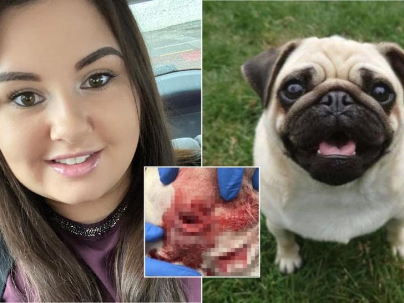 Dog was stabbed three times after hero owner refused to let him be stolen