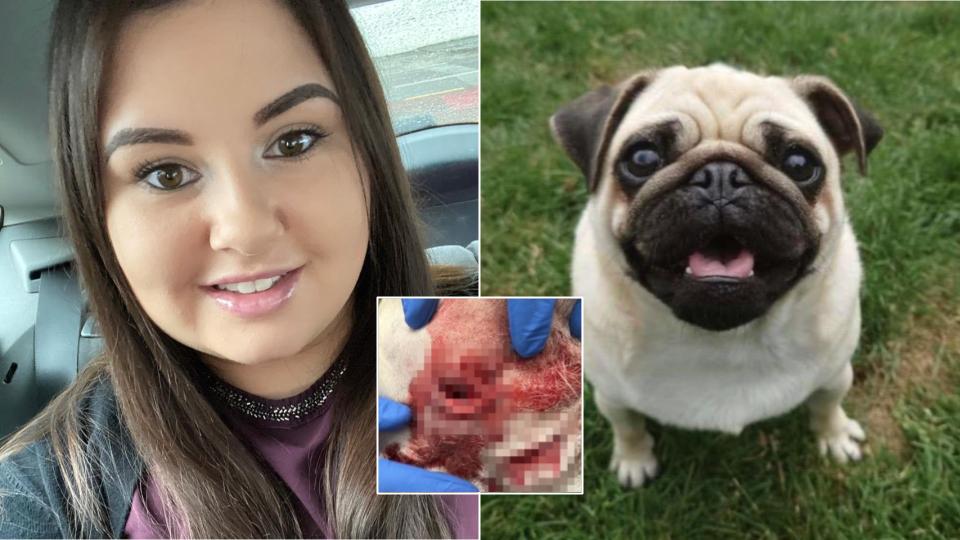 Dog was stabbed three times after hero owner refused to let him be stolen