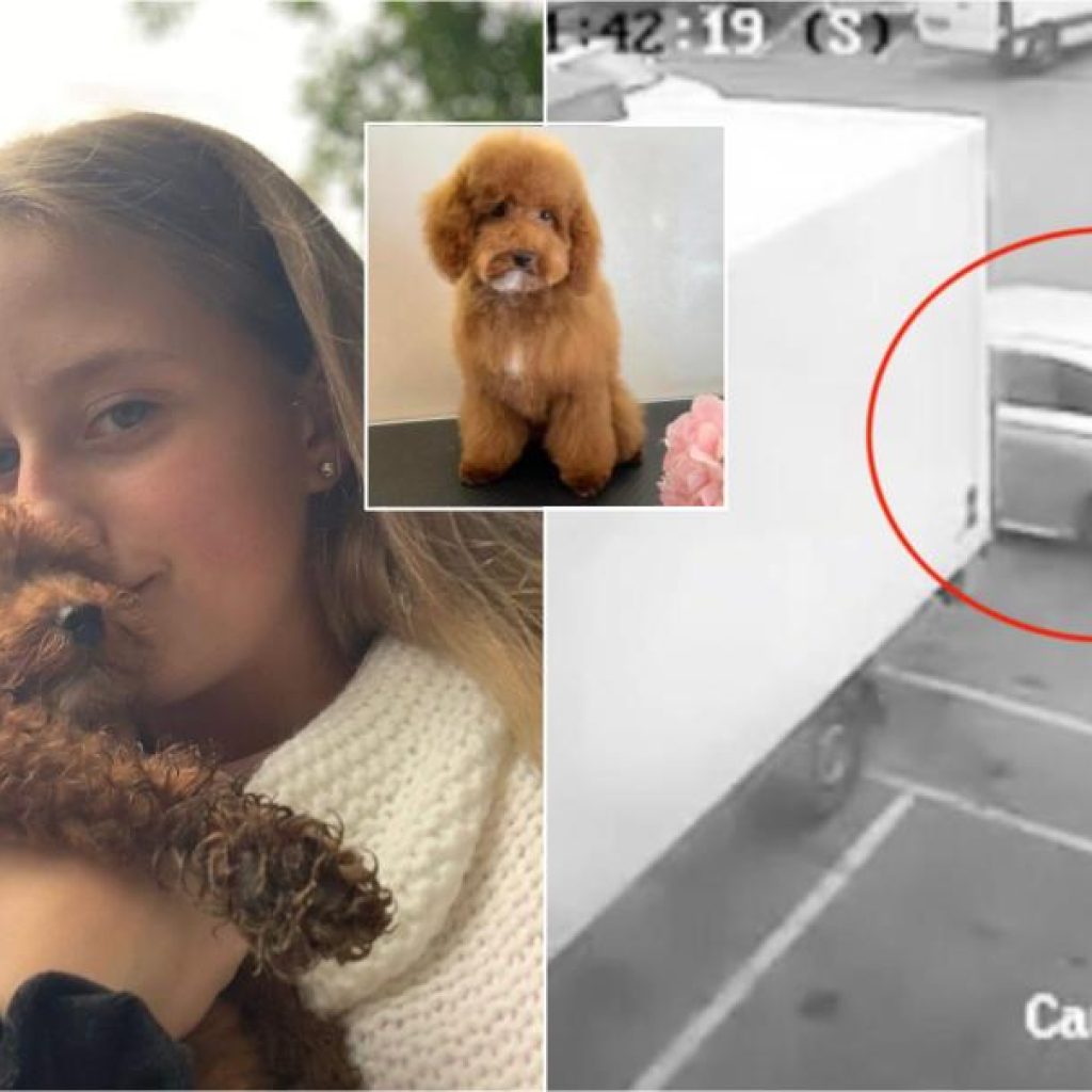 12 yr old girl offers her pocket money to thieves who stole her dog