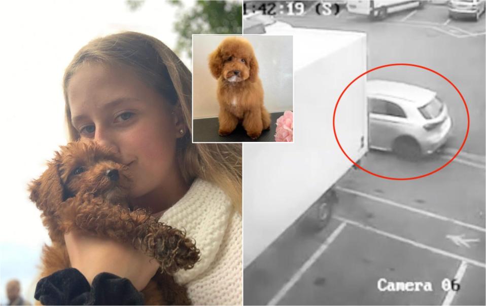 12 yr old girl offers her pocket money to thieves who stole her dog