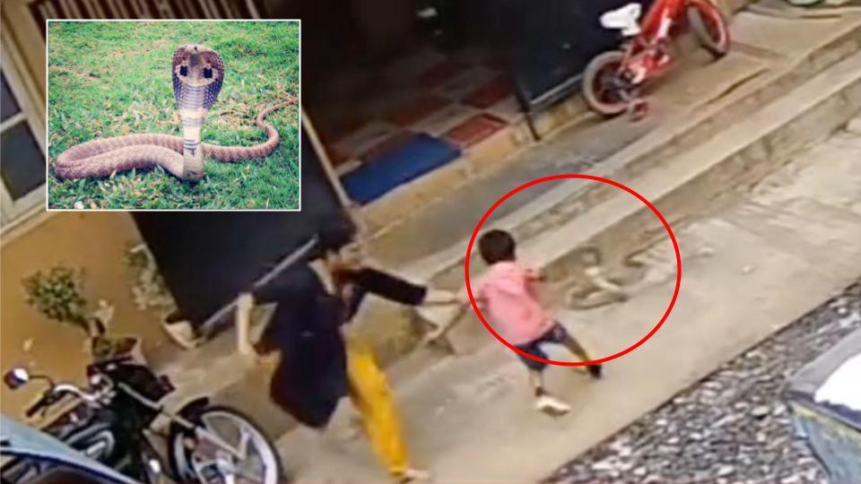 Schoolboy has lucky escape after stepping on venomous snake