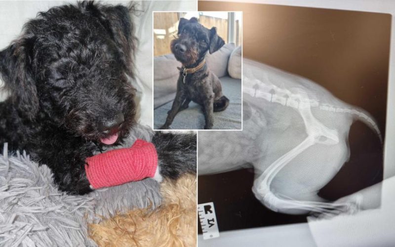 britain's luckiest dog survives falling out of moving car