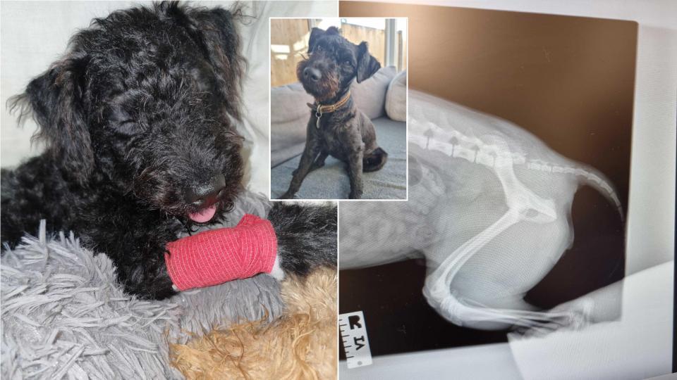 britain's luckiest dog survives falling out of moving car