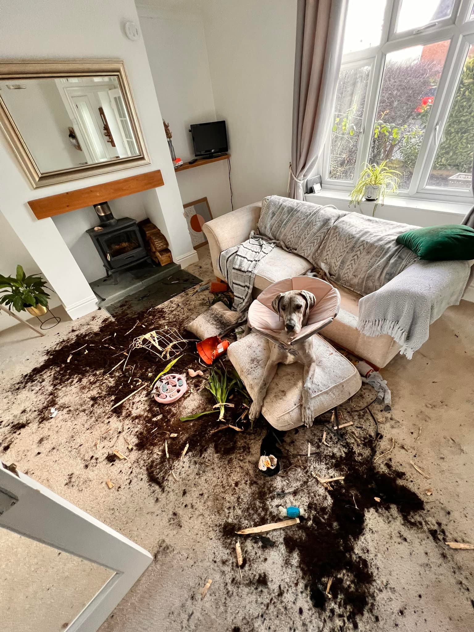 Great dane trashed house