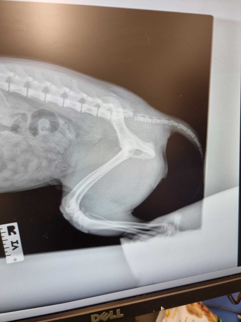 BRITAIN’S luckiest dog survived falling out of a moving car at just three-months-old, shattering her back and almost losing her tail.