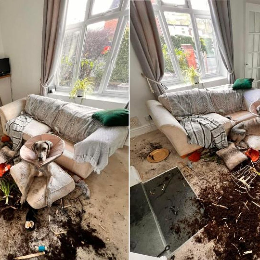 great dane trashes house