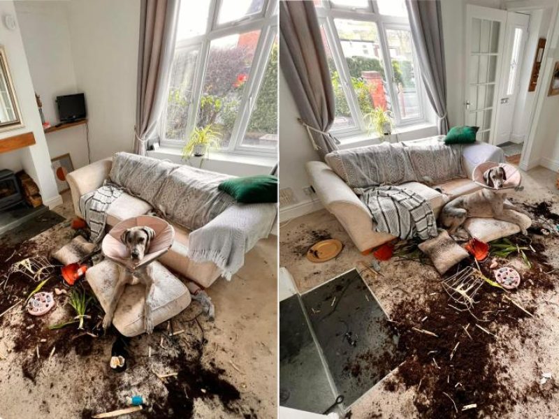 great dane trashes house