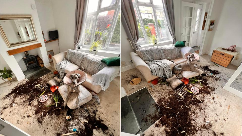 great dane trashes house