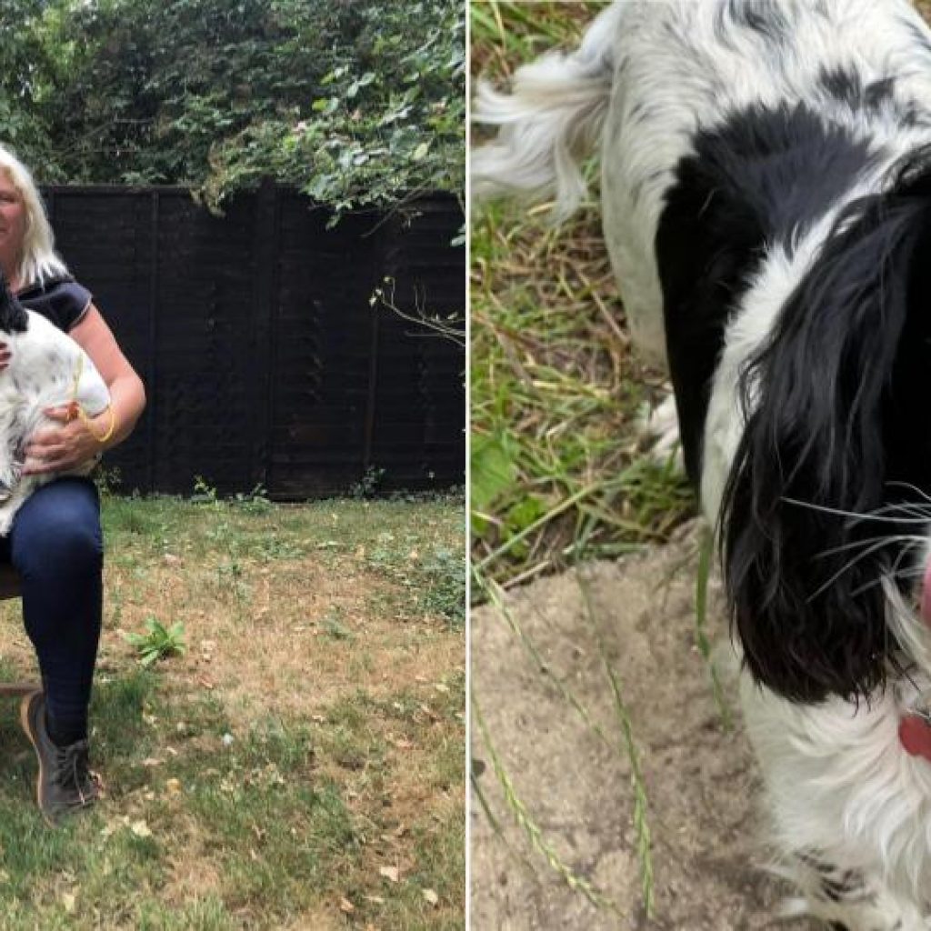 A BELOVED pet dog was returned to her owner - after being missing for seven painful years.