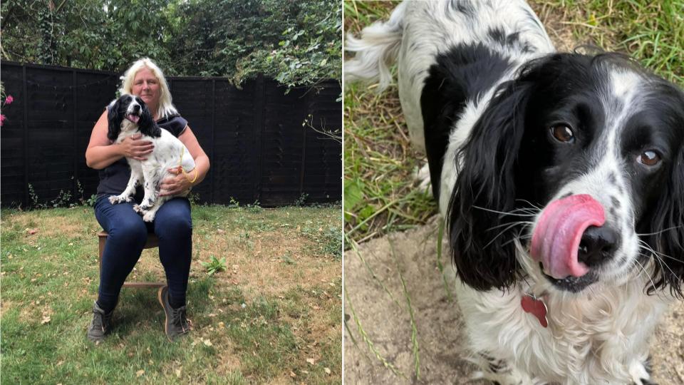 A BELOVED pet dog was returned to her owner - after being missing for seven painful years.