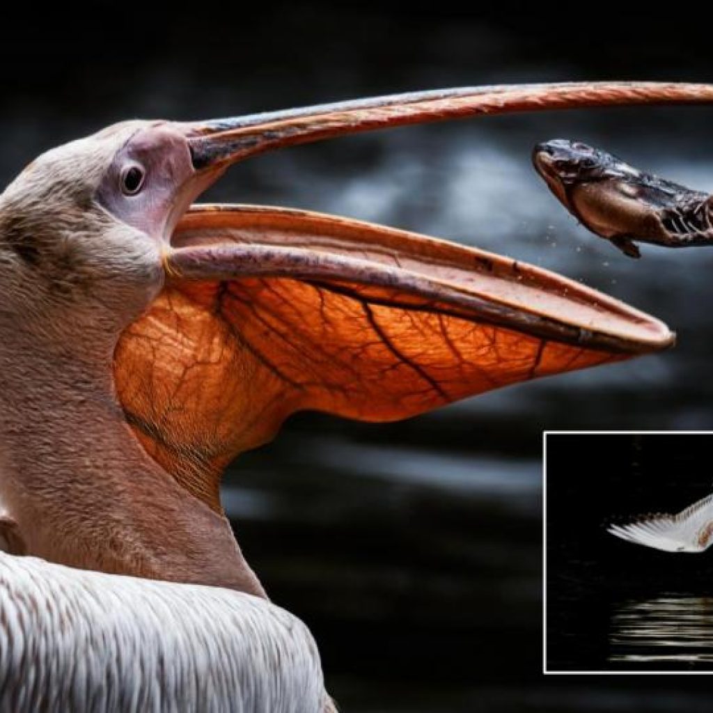 These stunning pelican and seagull pictures celebrate World Photo Day