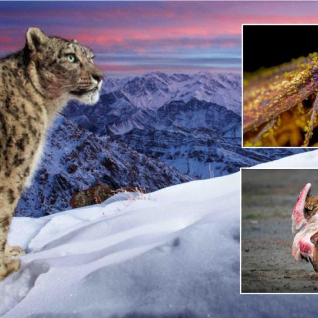 Spell-binding pictures win at this years nature photograph awards