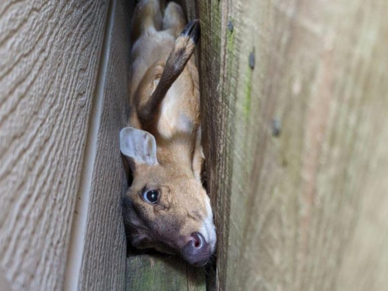 Clumsy muntjac gets wedged between a fence in Surrey garden