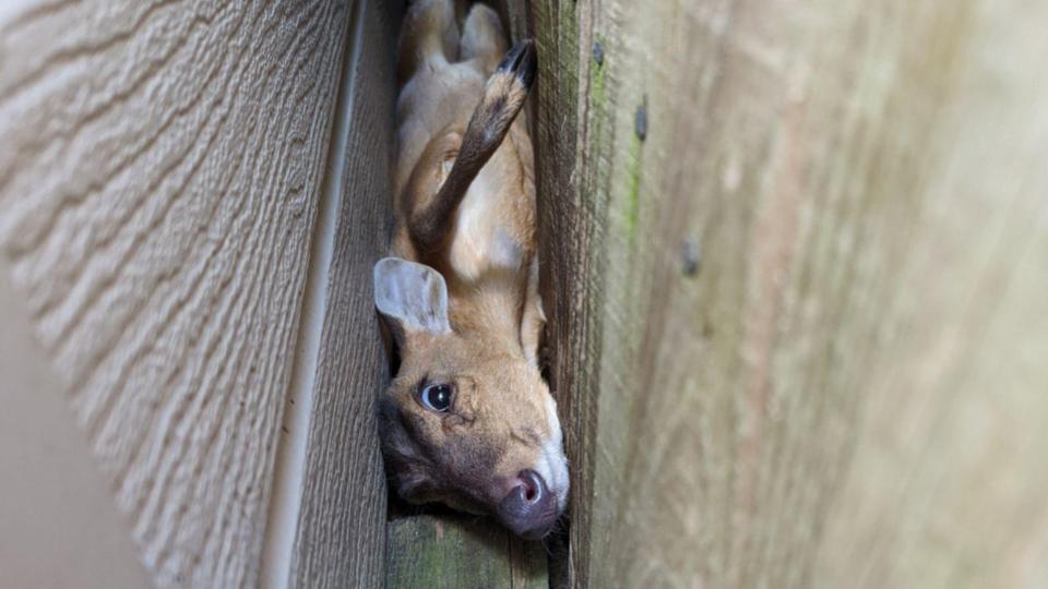 Clumsy muntjac gets wedged between a fence in Surrey garden