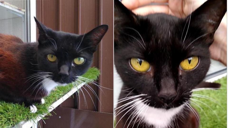 Britain's most unwanted cat is marooned in a rescue centre
