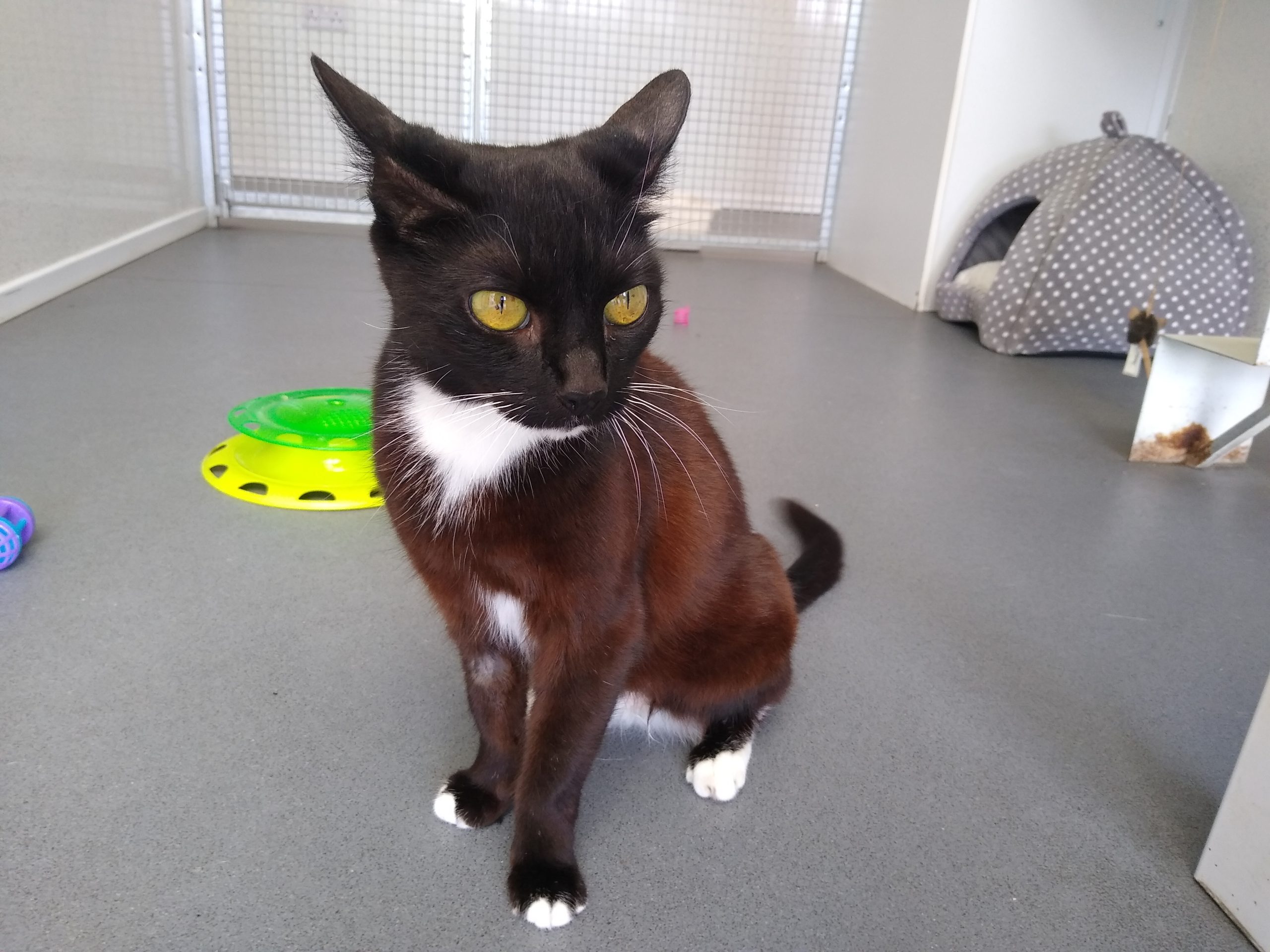 BRITAIN'S most unwanted cat is marooned in a rescue centre - after not a single person offered her a home.