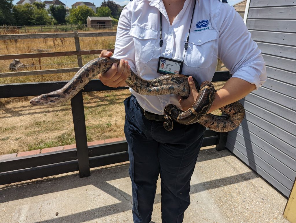 McDonald's staff left in shock after discovering FIVE FOOT boa constrictor