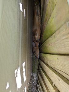 Clumsy muntjac gets wedged between a fence in Surrey garden