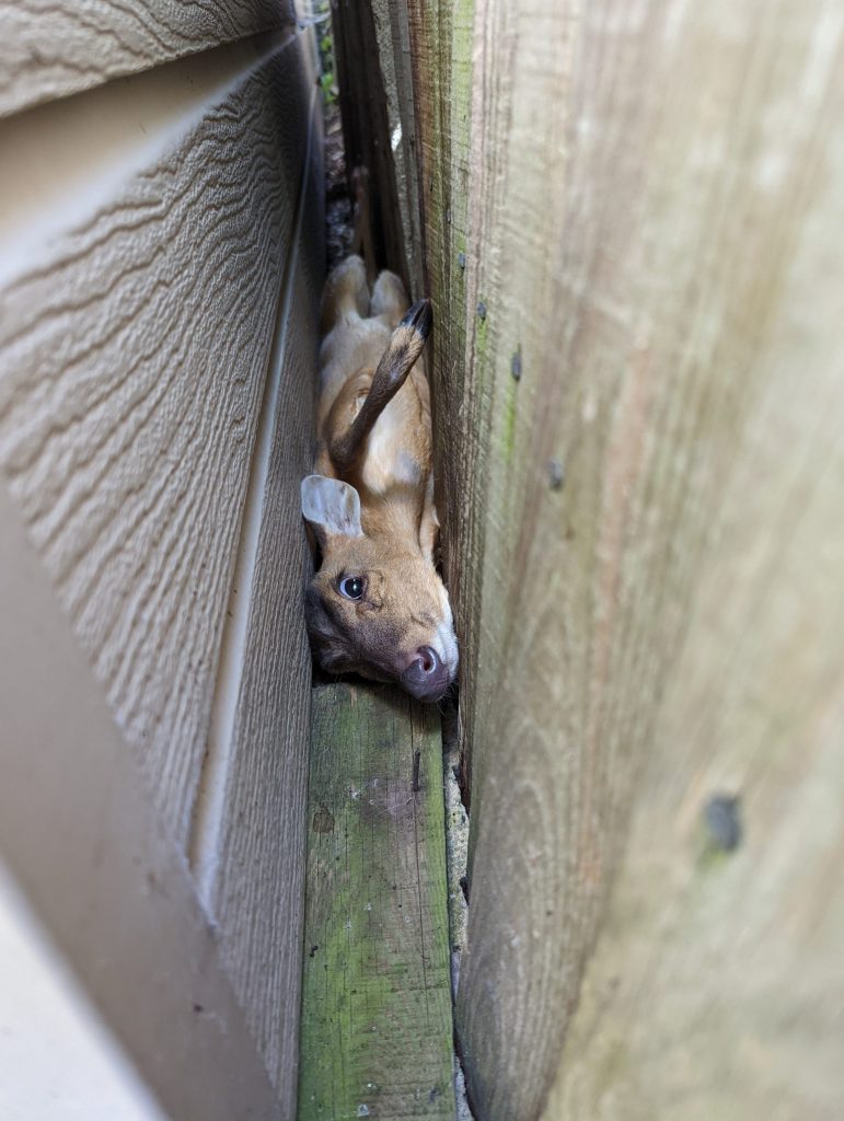 Clumsy muntjac gets wedged between a fence in Surrey garden