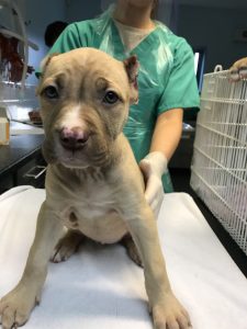 Dog scared of the rain after illegally having his ears removed