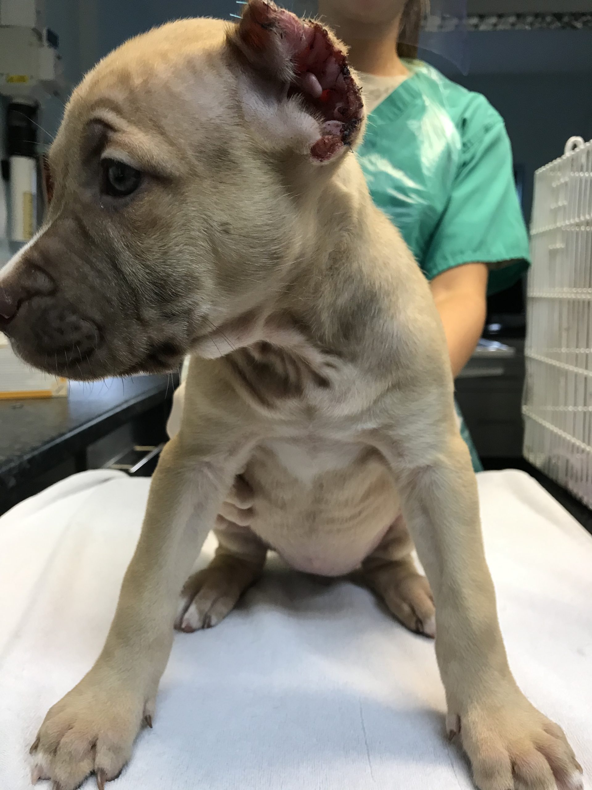 Dog scared of the rain after illegally having his ears removed