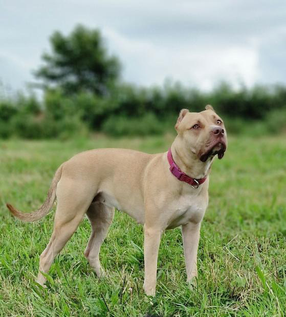 Dog scared of the rain after illegally having his ears removed