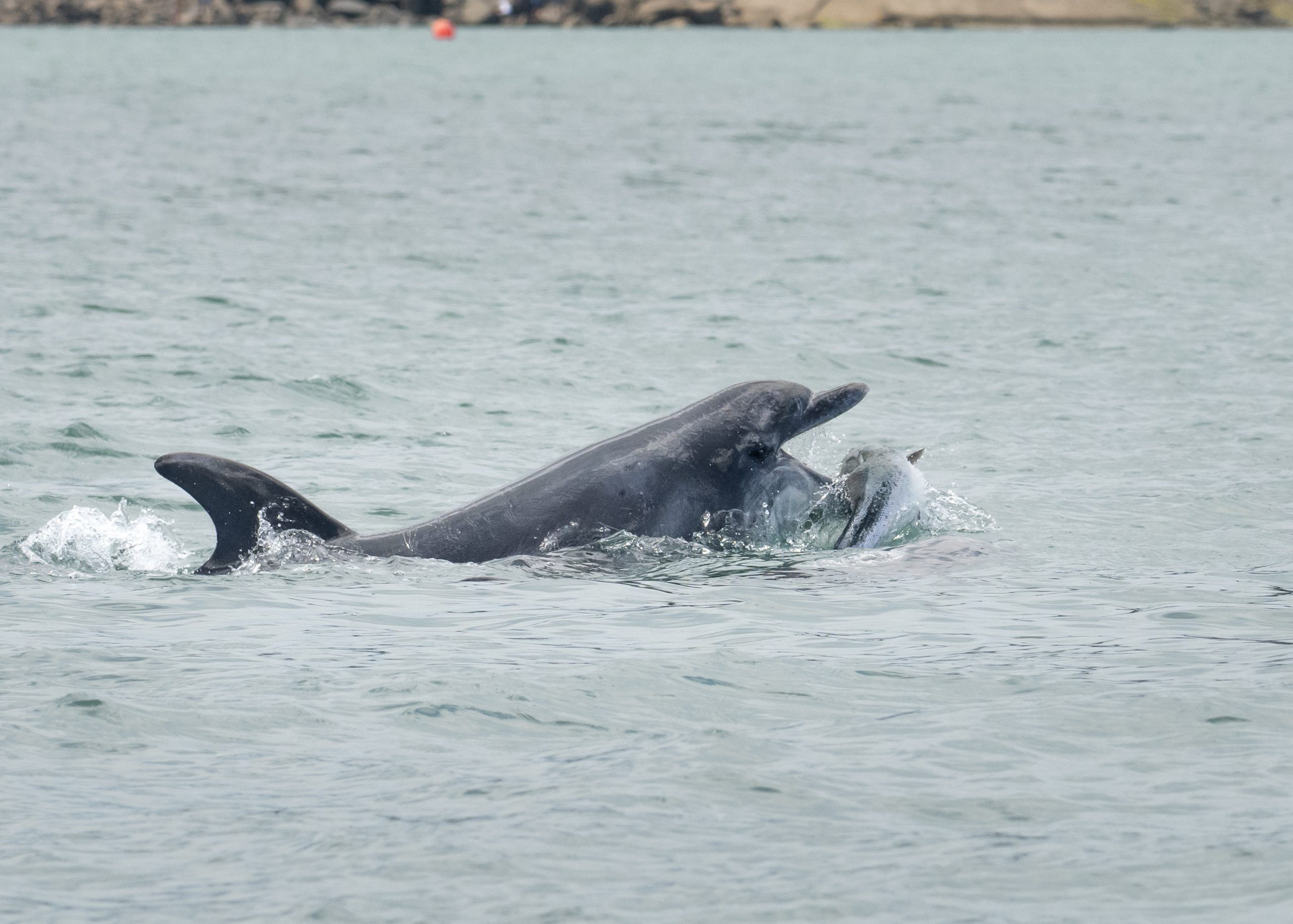 THIS is the incredible moment a dolphin cheekily cocked its head at tourists while flying through the air off the Welsh coast.