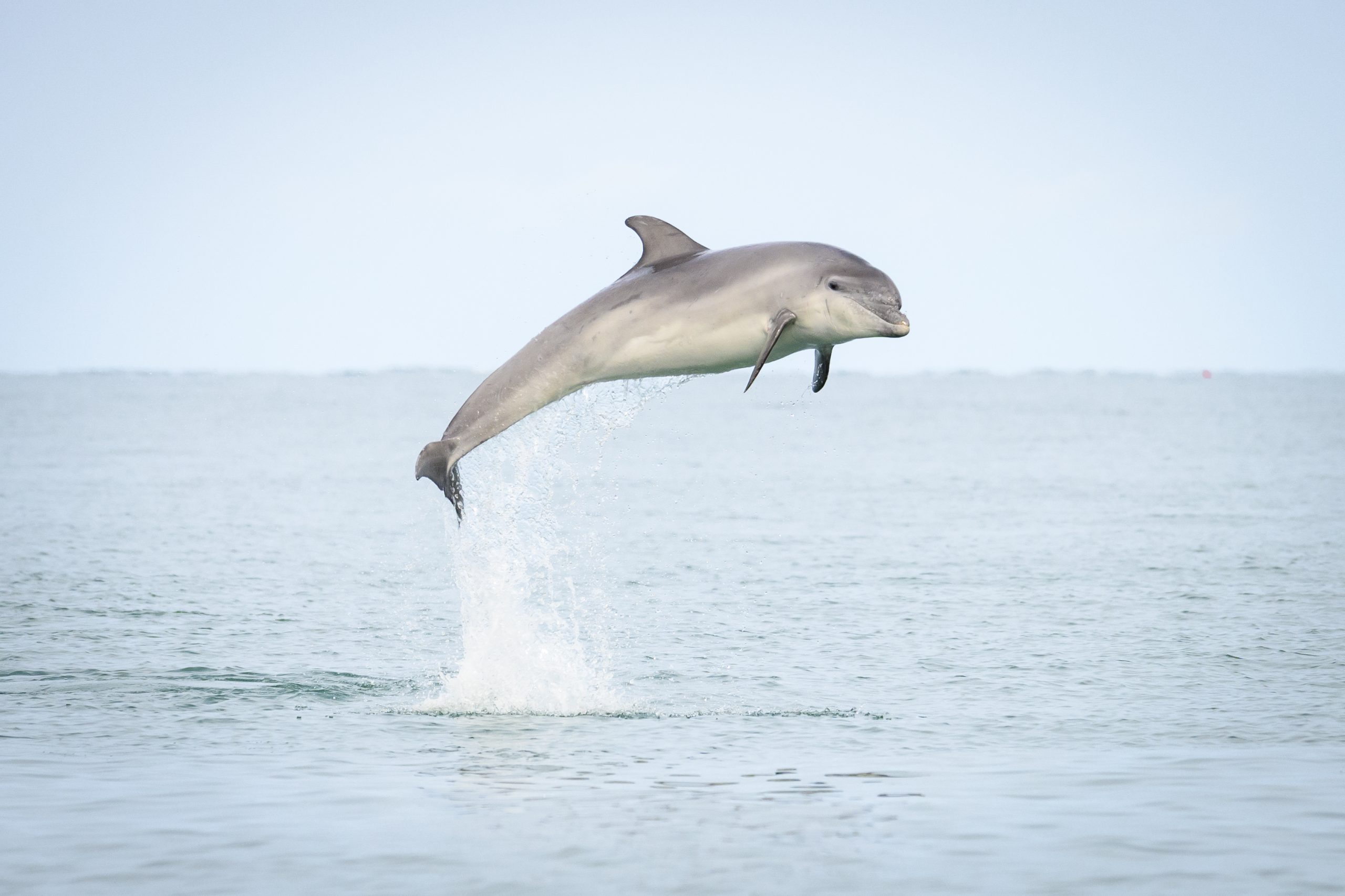 Spectacular Dolphins welsh coast