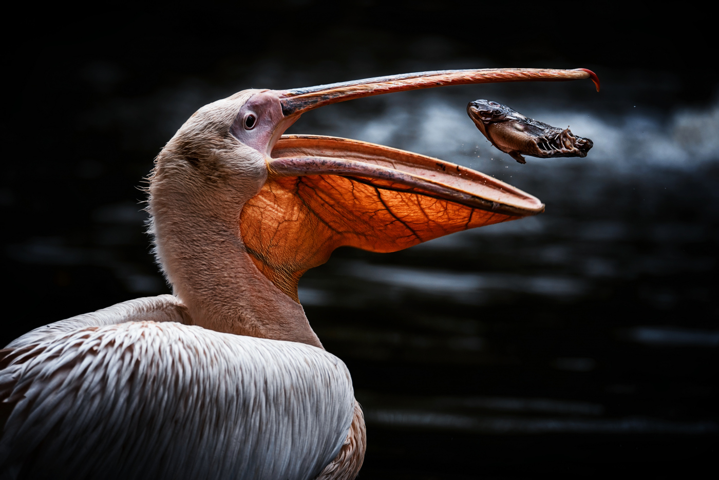 Another shows a gorging pelican with its dinner suspended in its open bill in Jihlava Czechia.  A third, photographed by Robert Brewer in Devon, sees the moment a seagull dives headfirst into a local pond, mirrored by its rippling reflection.  And the moment a friend sprinted to power his grinning cycling pal to the end of a race was captured in Frankfurt, Germany.  While young friends, captured in eternal black and white, are seen playing with their bikes in an isolated street in Rochefort, France.  This contrasts with a small group of pals enjoying a sun-glazed kickabout surrounded by smoke in Nice, France.  The competition is open to amateurs and professionals alike and aims to celebrate the best in photography across the world.  Over 1,000 winners will get prizes totalling over £200,000, with three winners chosen each month getting vouchers for £85 in CEWE products.  CEWE is a photo processing company from Oldenburg, Germany, which also has a production site in Warwick.  Submissions are open until the end of May 2023 under the theme “Our World Is Beautiful.”