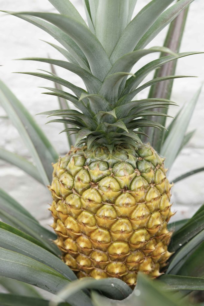 THE world’s priciest pineapple - costing £1,000 per slice - is grown in CORNWALL