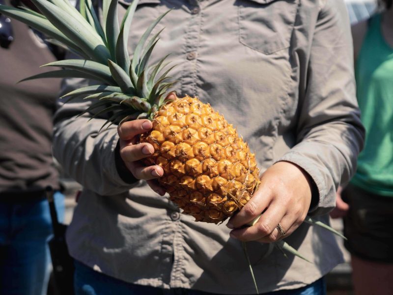 THE world’s priciest pineapple - costing £1,000 per slice - is grown in CORNWALL