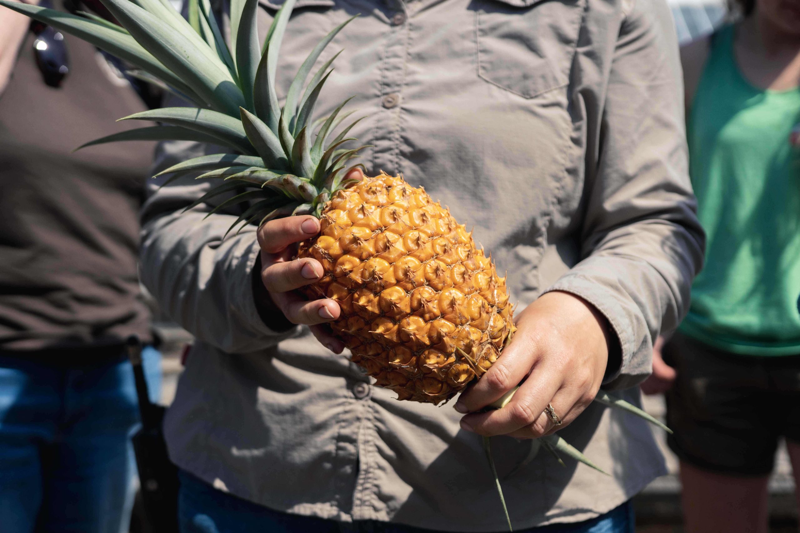 THE world’s priciest pineapple - costing £1,000 per slice - is grown in CORNWALL