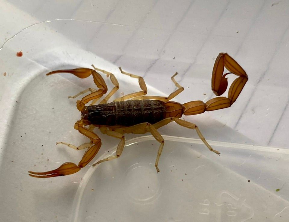 Holiday horror as woman returns with killer scorpion in suitcase
