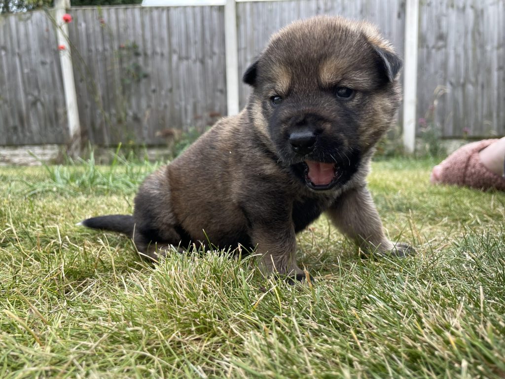 Miracle puppy survives as 10 siblings die days after being dumped in rubbish bag