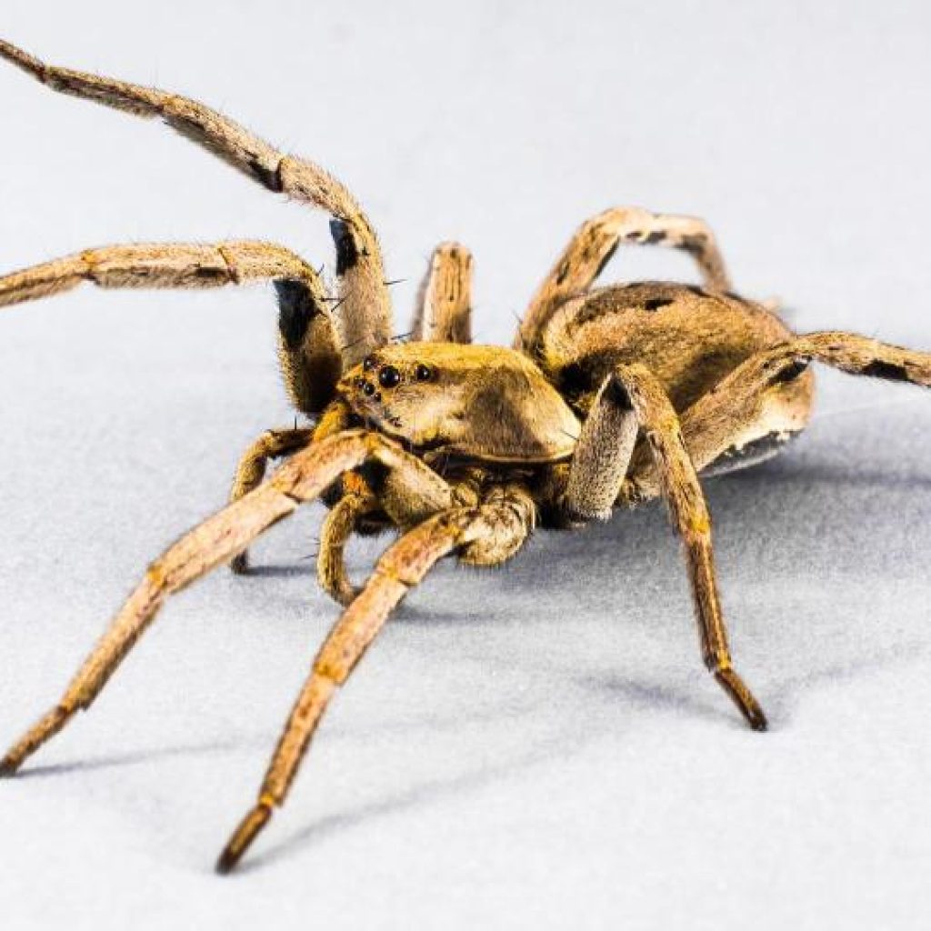 Venomous spiders set to enter our homes and breed this week