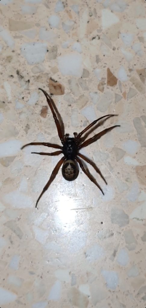 Venomous spiders set to enter our homes and breed this week