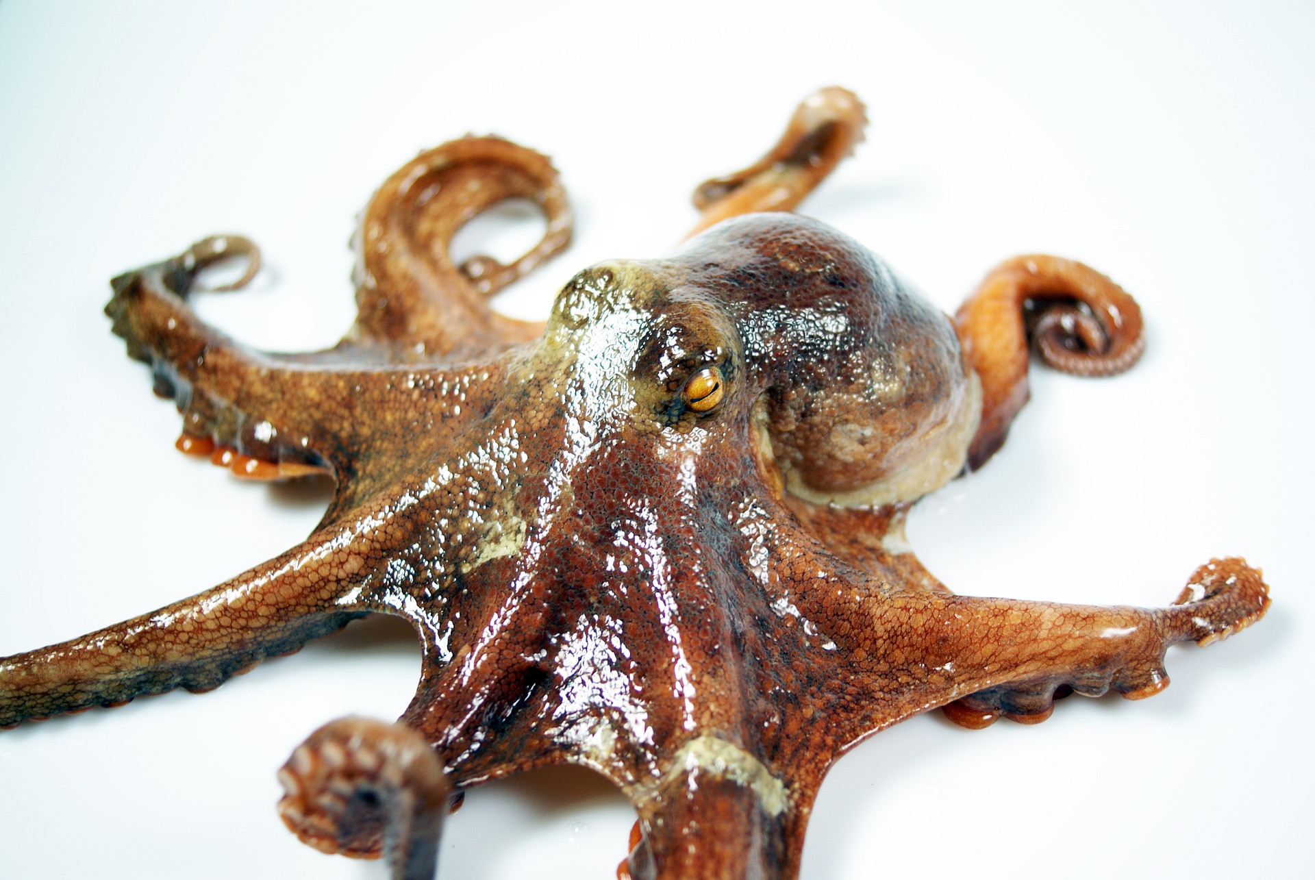 Octopuses have favourite arms